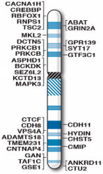 Human chromosome 16 genes