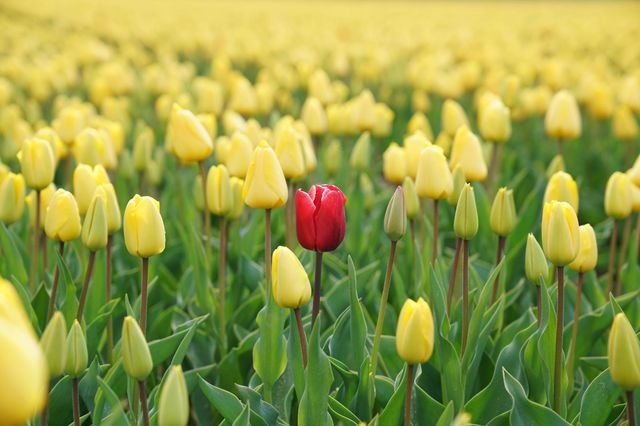 red tulip standing out