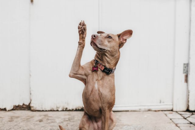 Dog raising paw